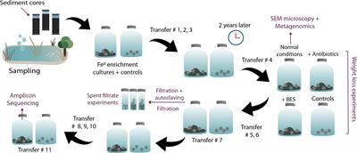 A Win–Loss Interaction on Fe0 Between Methanogens and Acetogens From a Climate Lake